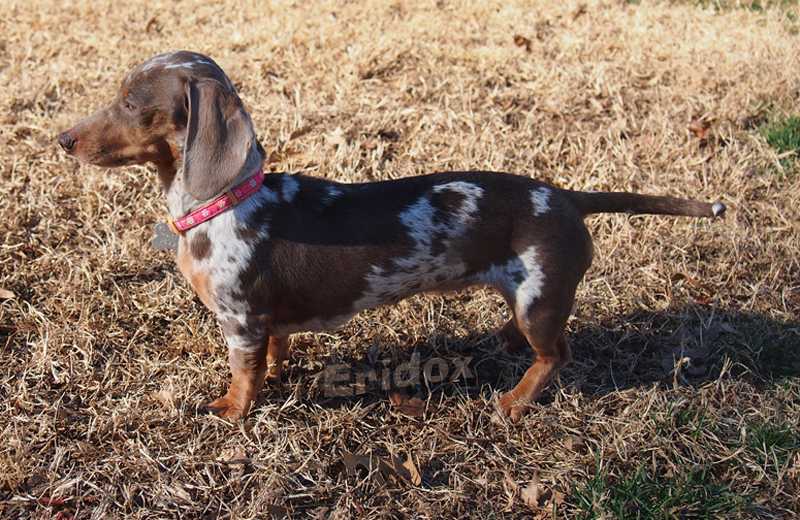Eridox Storms of Jupiter | Dachshund 