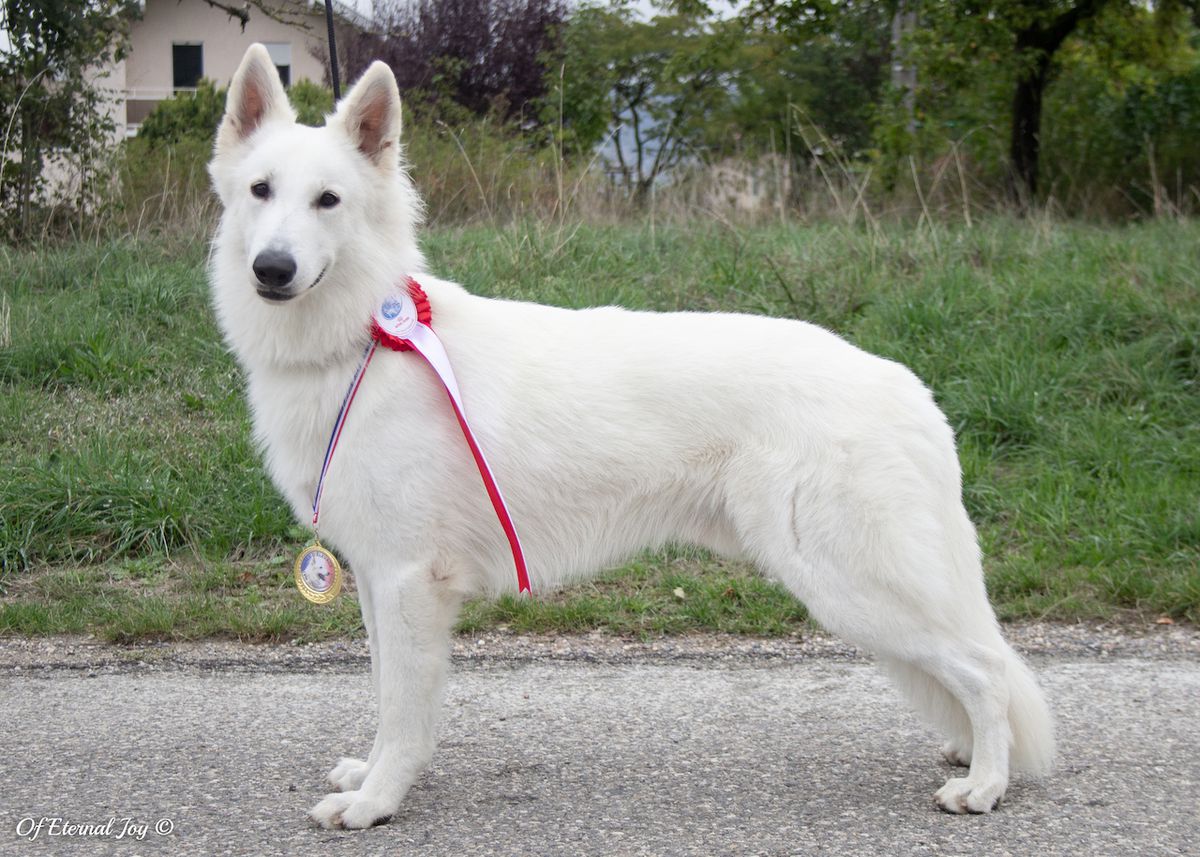 Pyla Sunshine Horizon of Eternal Joy | White Swiss Shepherd Dog 