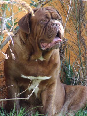 Heimers Falanghina De Boncha | Dogue de Bordeaux 