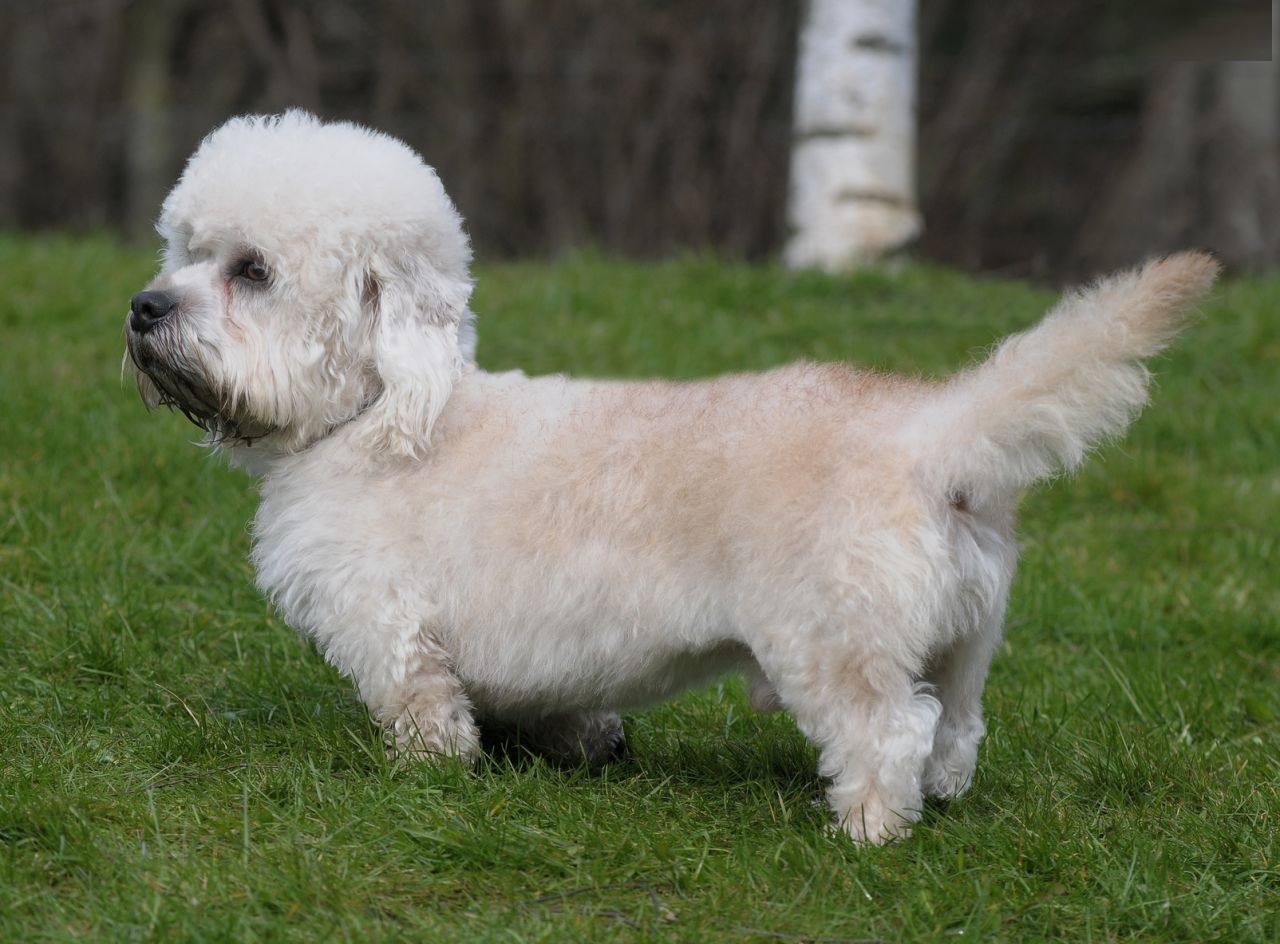 Dandie Dinmont Terrier
