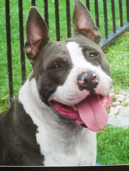 AMSTAFWARIAZ NEVA SAY NEVA | American Staffordshire Terrier 