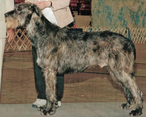Taryn Parson of Pern | Irish Wolfhound 