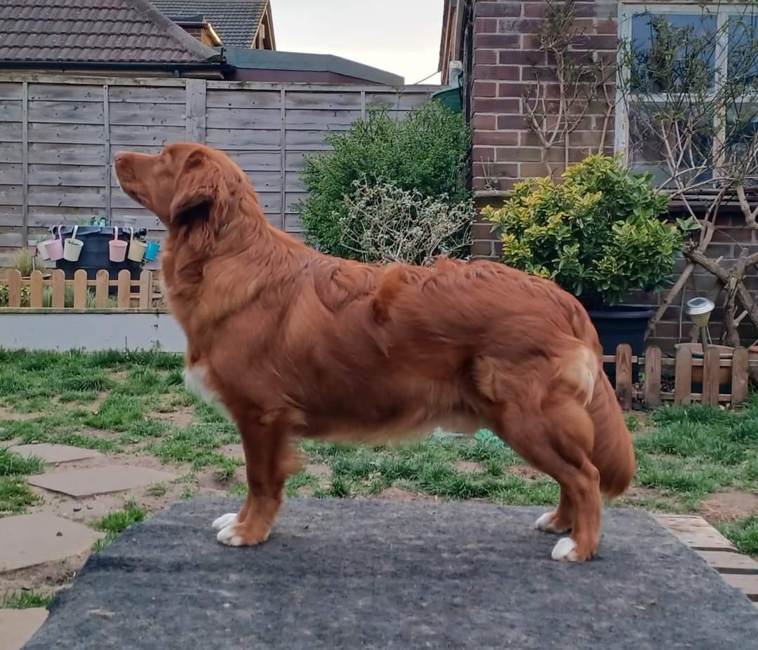 Tollisty You Can't Decline | Nova Scotia Duck Tolling Retriever 