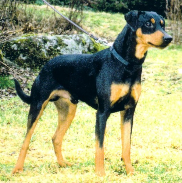 Havalidens GOFFI MADE IN NORWAY | German Pinscher 