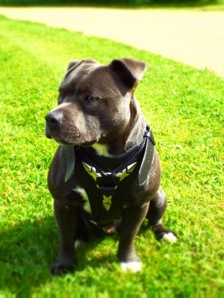 Blue Shrinkabull | Staffordshire Bull Terrier 