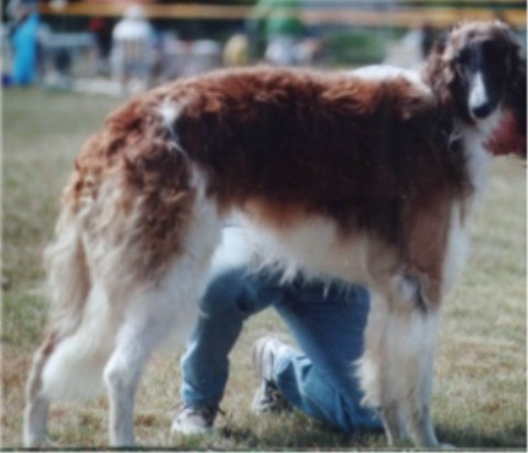 Yvanow Alexander | Borzoi 