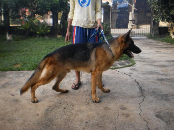 Fargo von Guilbas | German Shepherd Dog 