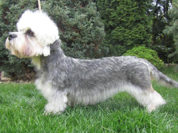 Boogie-Woogie Magic Almonds | Dandie Dinmont Terrier 