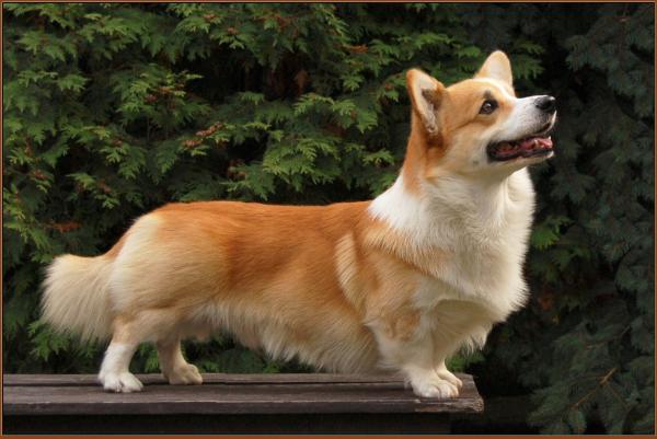 Darney Vranovský žleb | Pembroke Welsh Corgi 