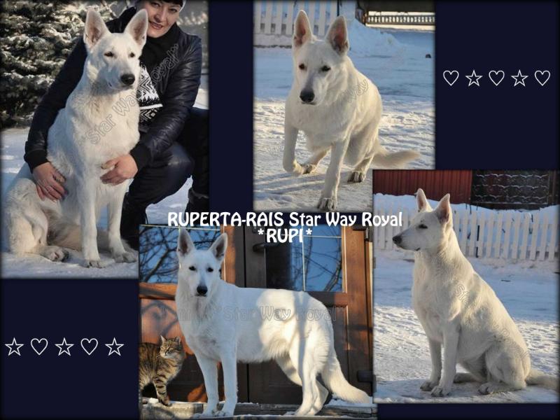 RUPERTA-RAIS Star Way Royal | White Swiss Shepherd Dog 