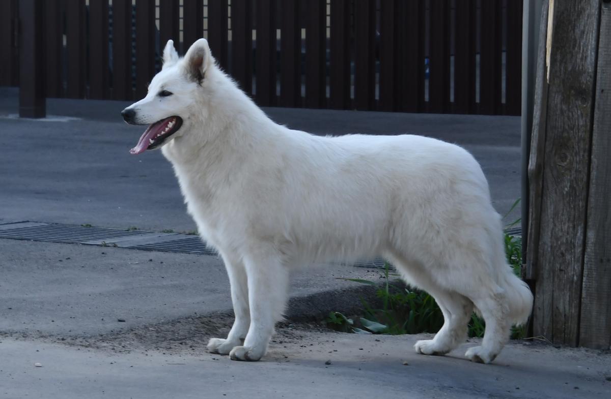 KOSMA HOUSE PRINCESS PUVVY | White Swiss Shepherd Dog 