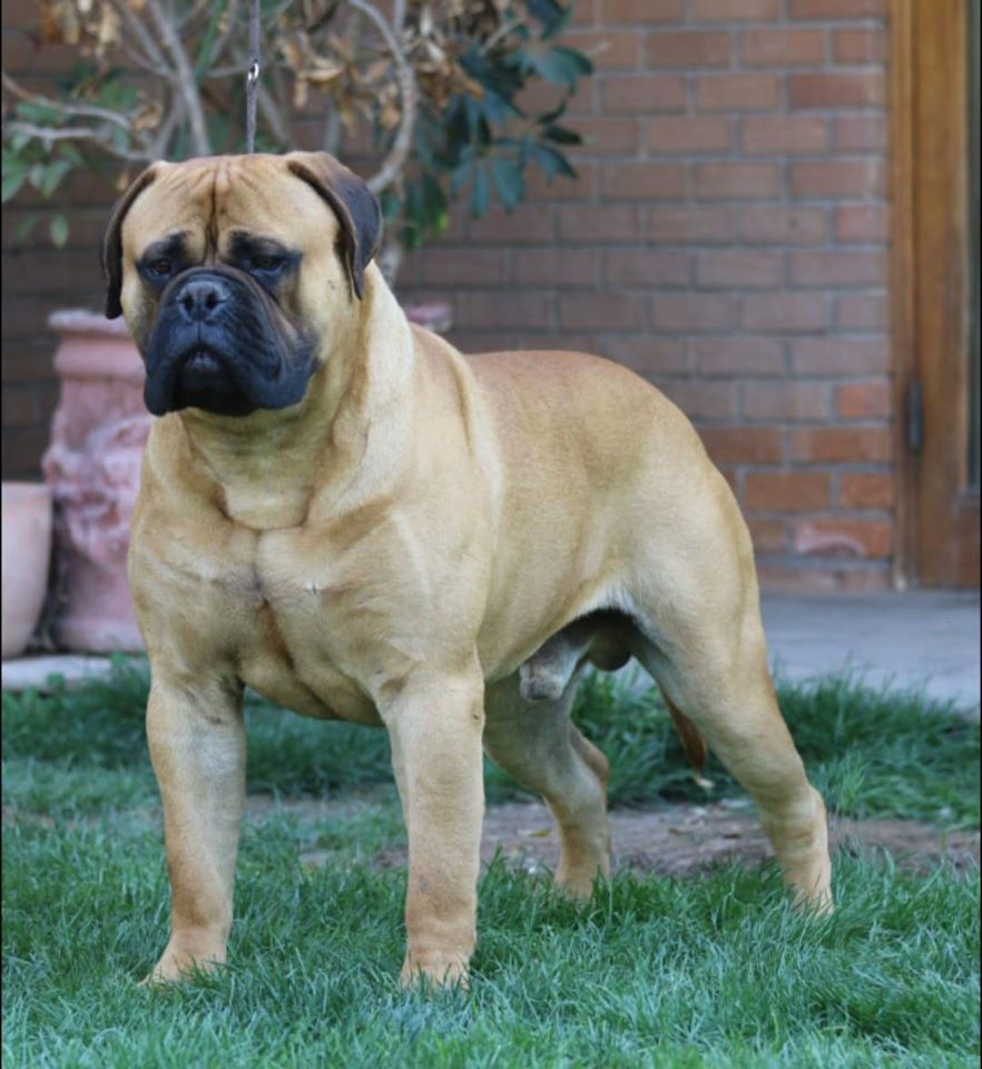 Enjoy Every Moment IS DVARISKIU Copperbull´s | Bullmastiff 