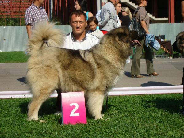 Luna De Brailita | Caucasian Mountain Dog 