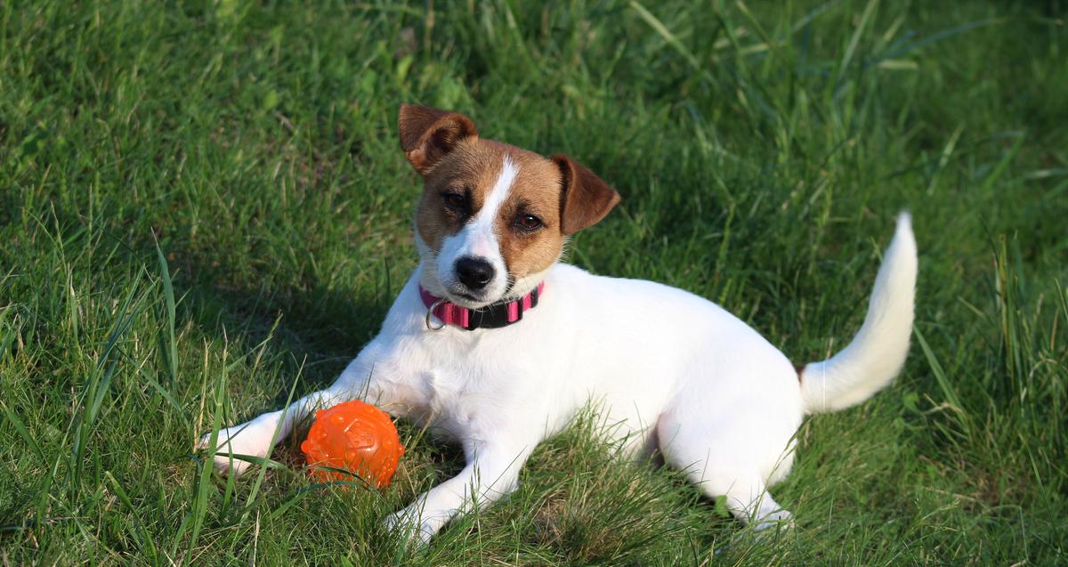 Umka for Teren Maska-Hunter | Jack Russell Terrier 