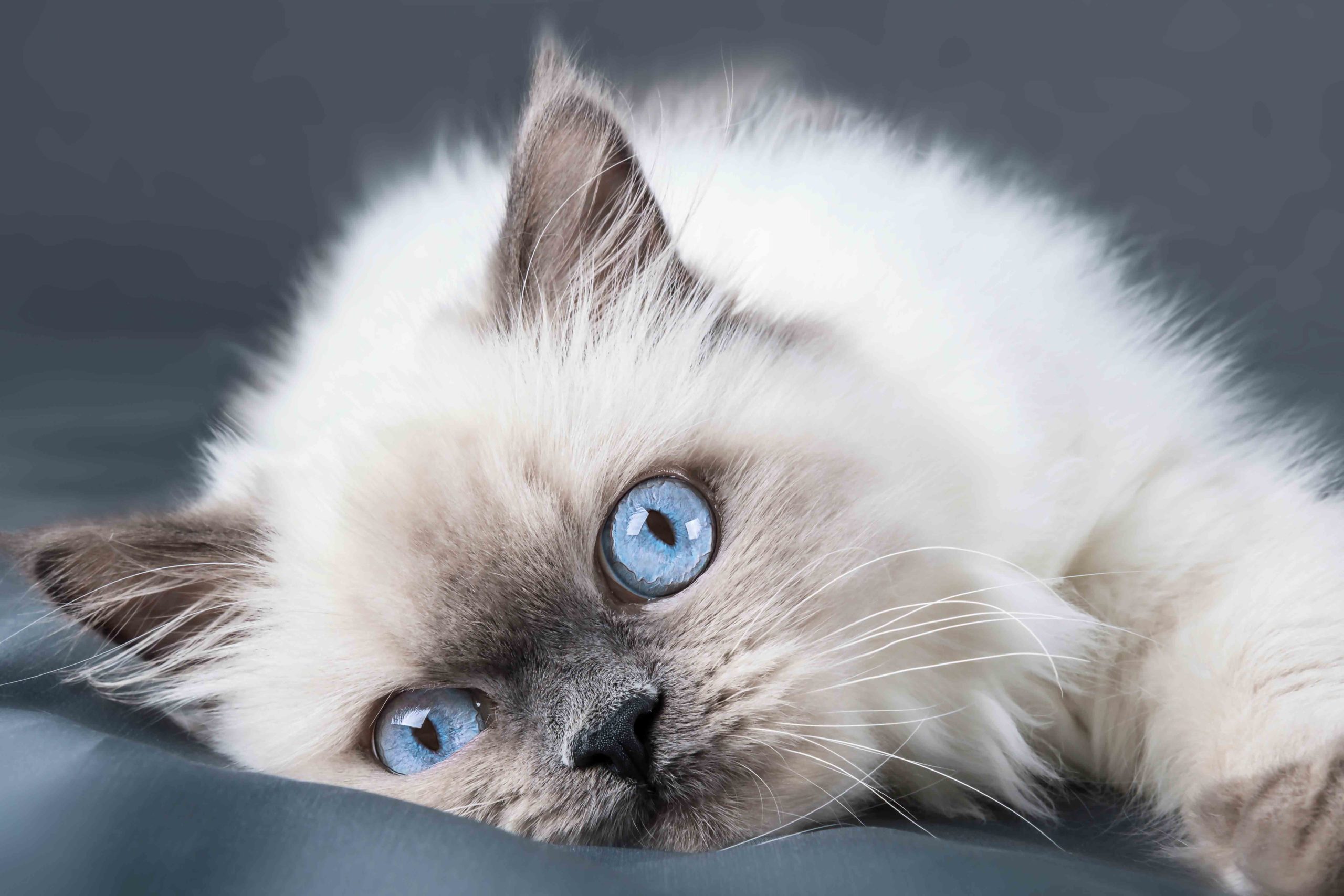 Ragdoll