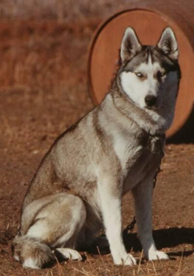 Robin of Markovo | Siberian Husky 