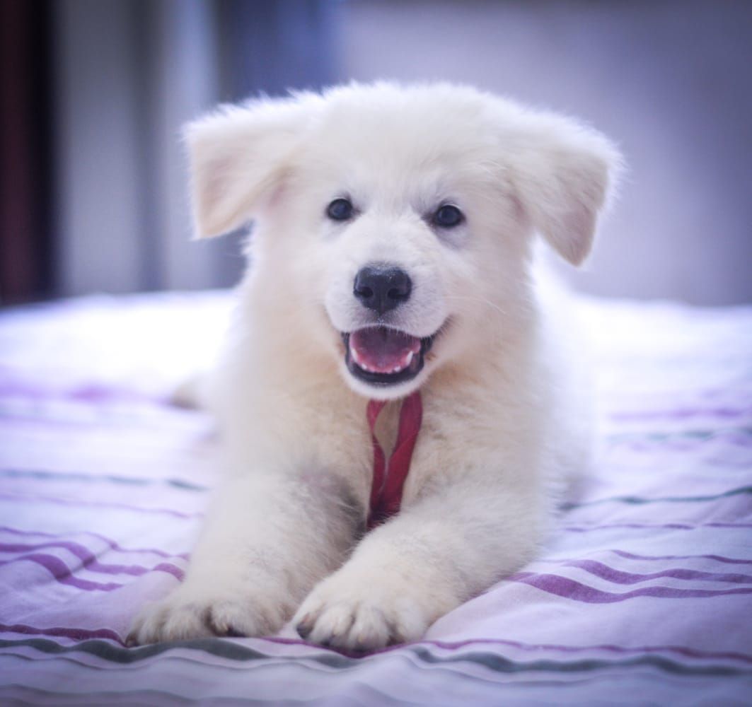 Cacique aus Fontschweizer | White Swiss Shepherd Dog 