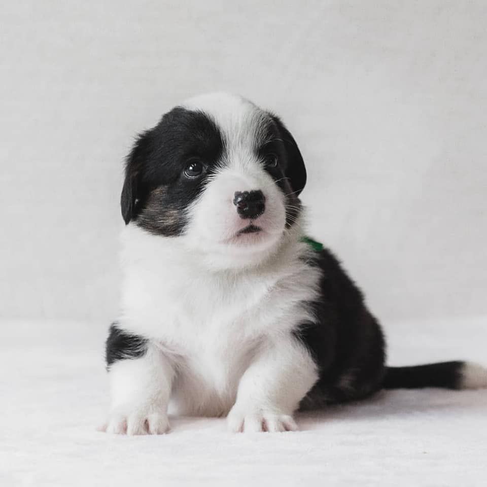 TIM PRIDE LUCKY LLOYD | Cardigan Welsh Corgi 