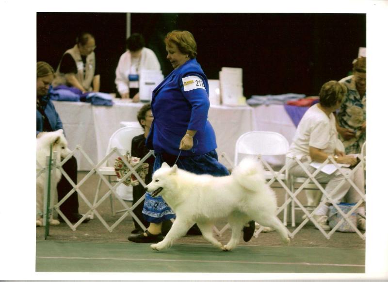 Daystar's Celestial Riches | Samoyed 