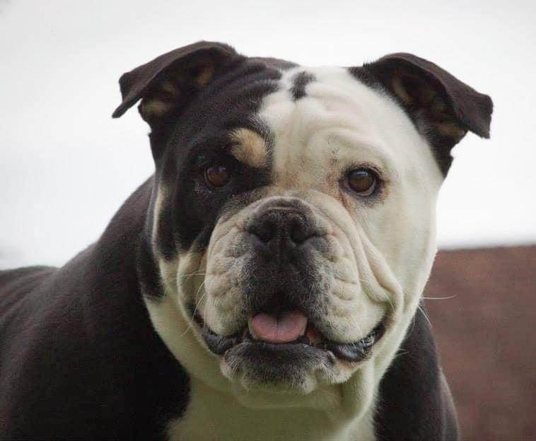 NBBZ SALSA | Olde English Bulldogge 