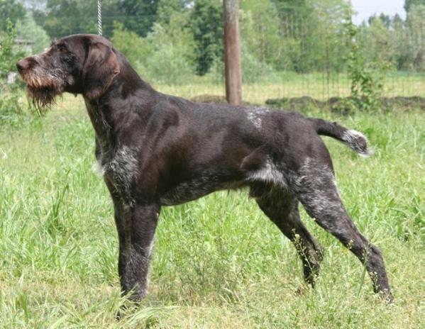 LUCHS III vd WUPPERAUE | German Wirehaired Pointer 