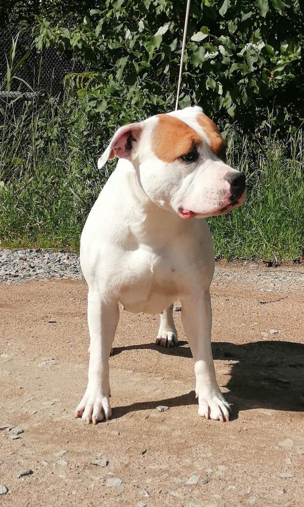 Espan'ola IZ KOROLEVSTVA STAFF | American Staffordshire Terrier 