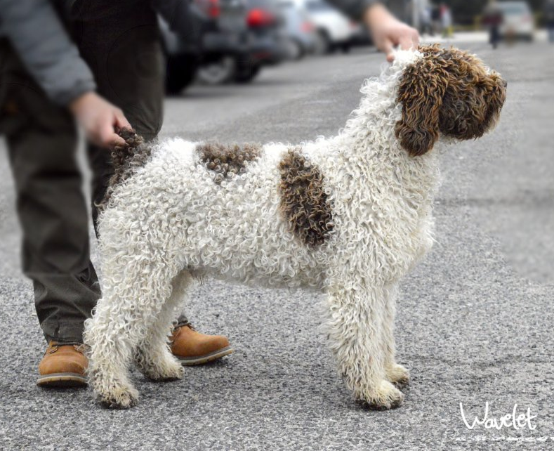 Key West Wavelet | Spanish Water Dog 