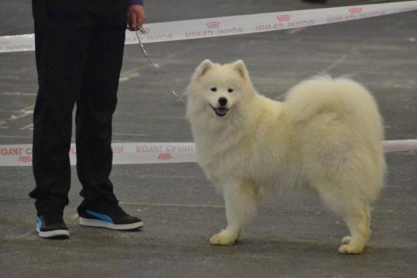 Gold Charm Denisa Elegent | Samoyed 