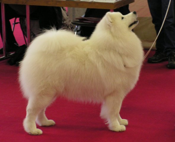 Sweet Xevalier | Samoyed 