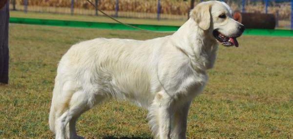 Gemma Happy Love of Goga | Golden Retriever 