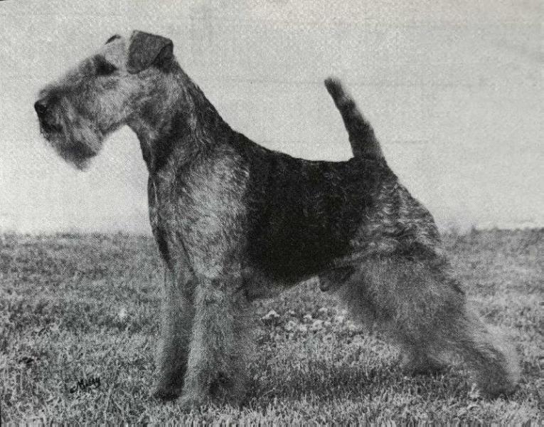 Anasazi Trail Boss | Welsh Terrier 