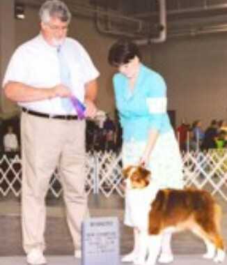 Mill Creek's Abigail Rouge | Australian Shepherd 