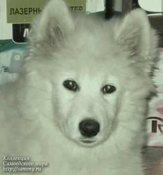 Reya Silviya | Samoyed 