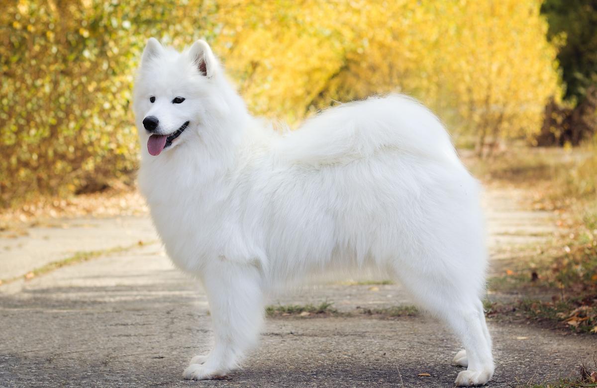 Airin Aika Lebaya Samoyed | Samoyed 