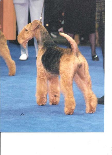 Terrydale HK Moraine Spin | Airedale Terrier 