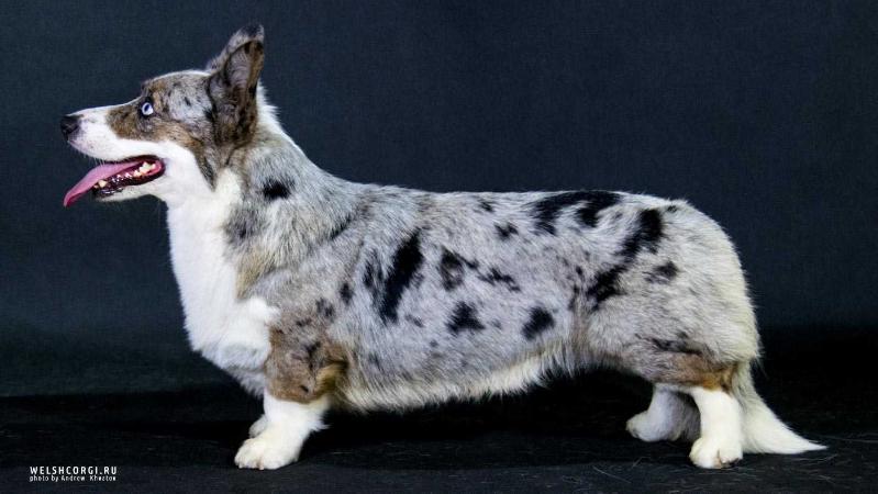 Aethwy Ultramarine | Cardigan Welsh Corgi 