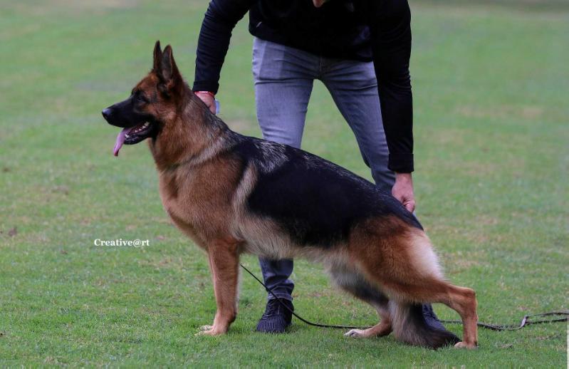 Abby dei Precision II | German Shepherd Dog 