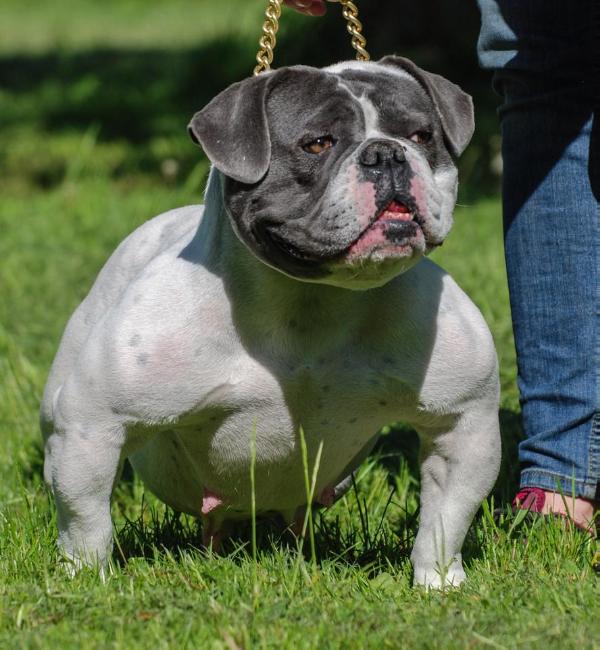 Llebeig Blua “Mini” @Utzon | Olde English Bulldogge 