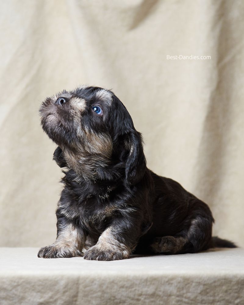 Sunny Magic Benedict | Dandie Dinmont Terrier 