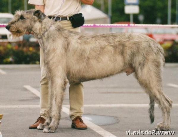 Oliver Twist iz Volshebnogo Lesa | Irish Wolfhound 