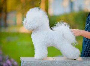 LA TERRA BLANCA ESMY LOVE | Bichon Frise 