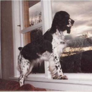 Hot-Pepper of Blair Lodge | English Springer Spaniel 