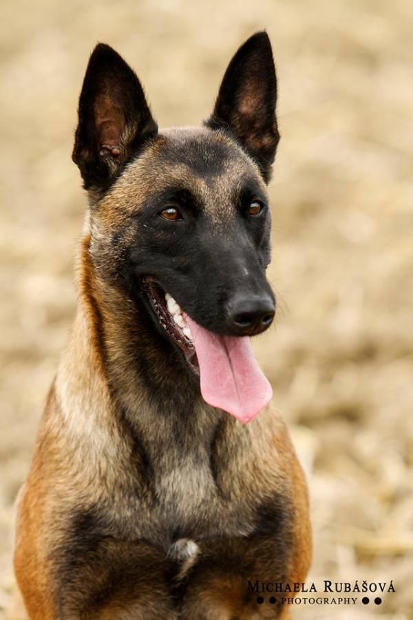 Best Ostraryka | Belgian Malinois 