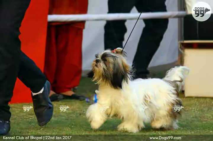 ROMIO | Shih Tzu 