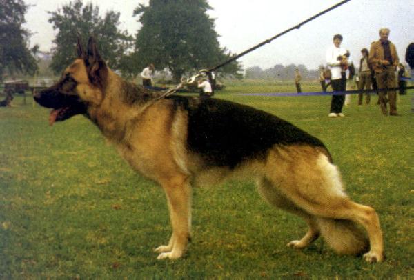 Fanta von der Holledau | German Shepherd Dog 