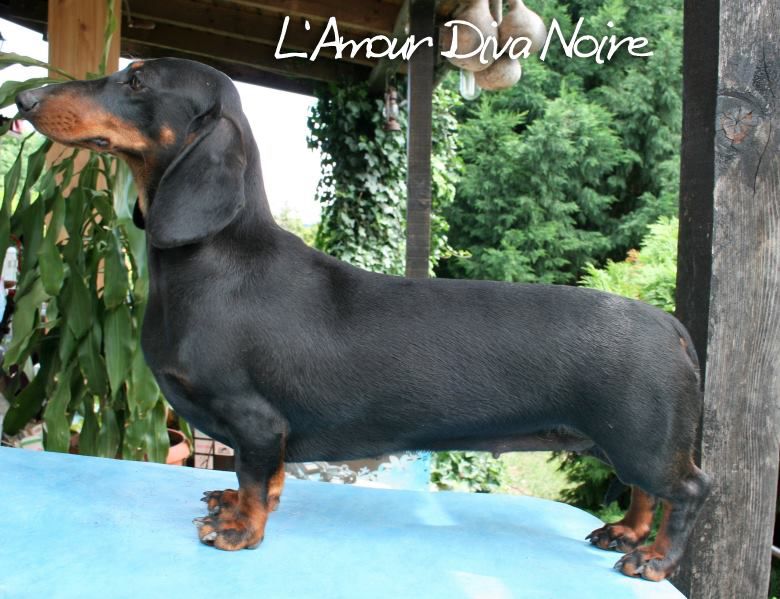 L'Amour Diva Noire | Dachshund 