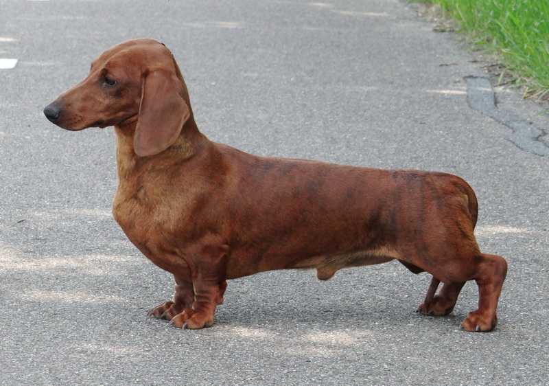 Ideal Match v.d. Mibaf's Hoeve | Dachshund 