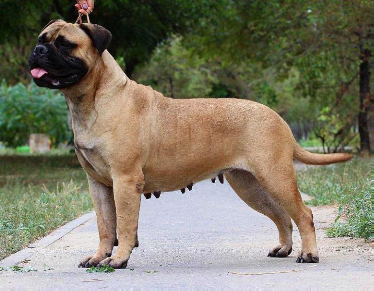 Bullberry Absolutely Marussia | Bullmastiff 