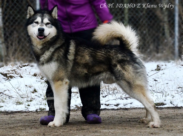 IDAHO Z Klanu Wydry | Alaskan Malamute 