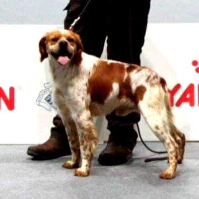 FALCO od Heraka | Brittany 